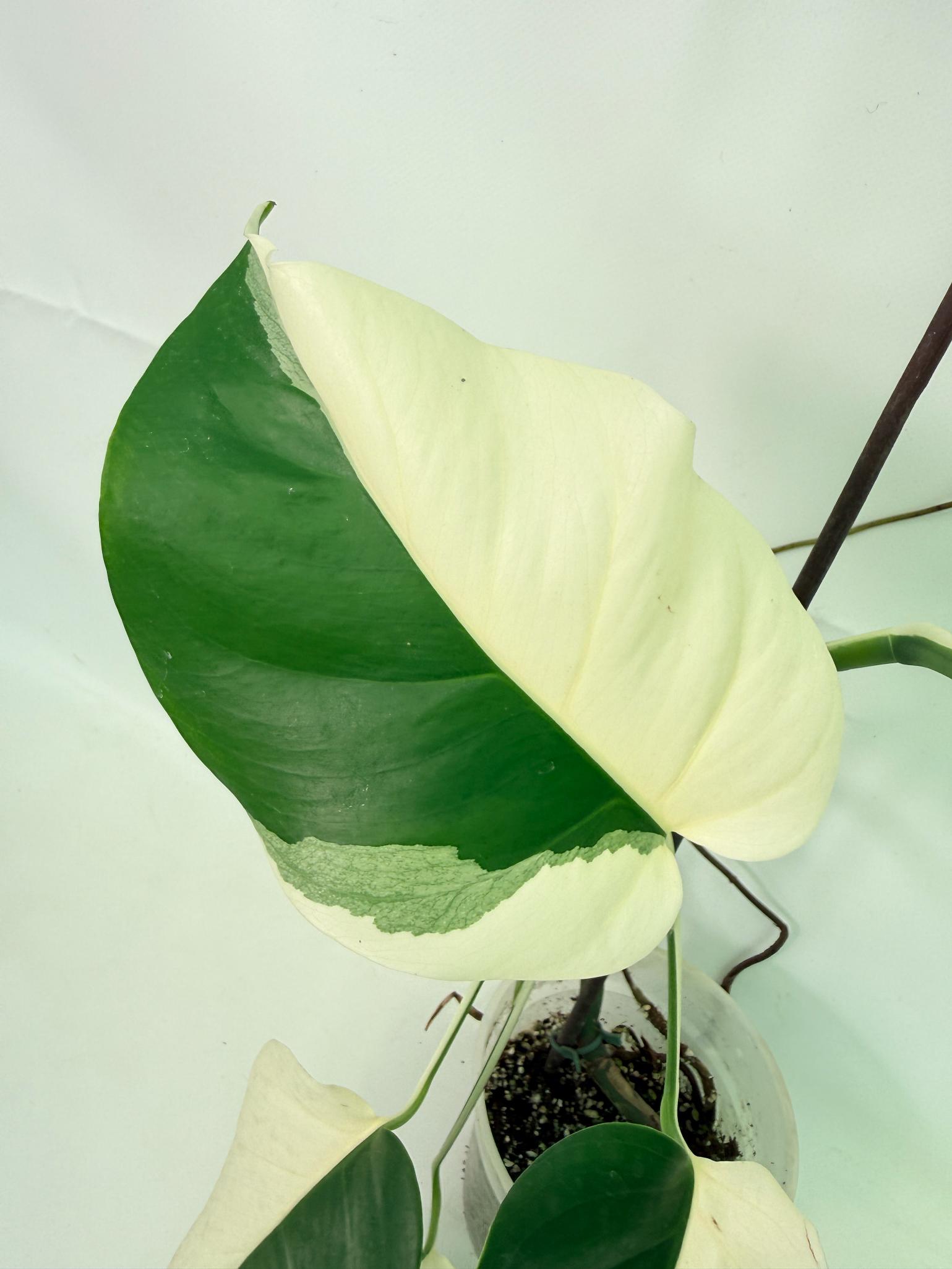 Monstera Albo Variegata HALF MOON