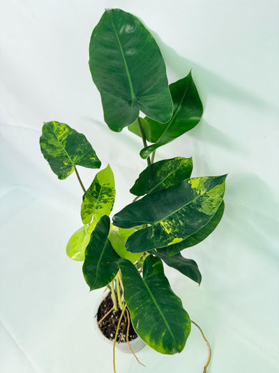 Philodendron Burle Marx Variegata